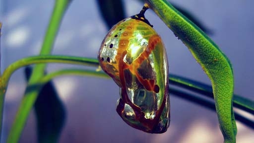 Butterfly chrysalis translucent