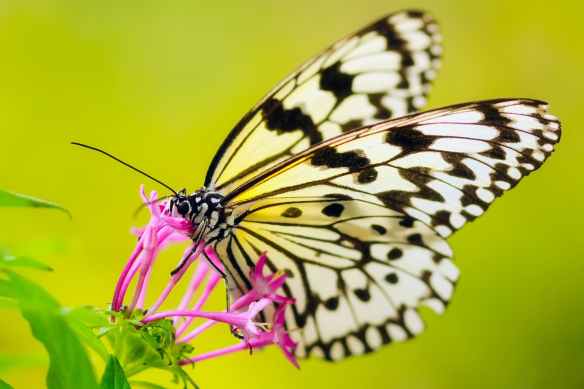 close up of butterfly pollinating flower