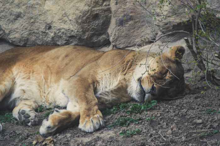 lioness lying on grey dirt near grey rock