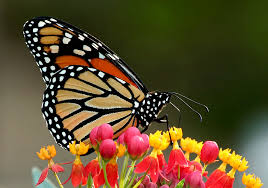 butterfly on flower